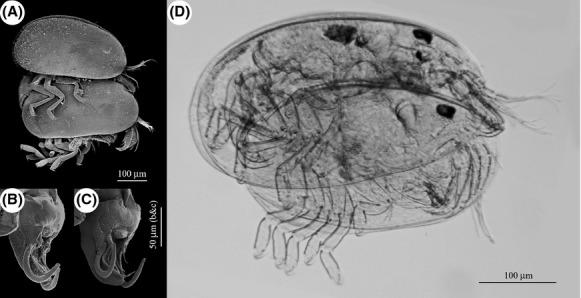 Представитель Семейства Entocytheridae